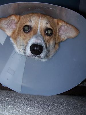 Morton does not like his Elizabethan collar at...