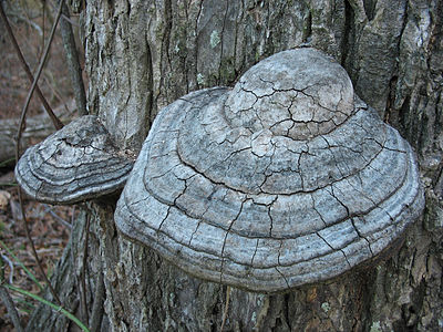 Cracked Mushroom.jpg