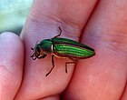 Rekordet i livslängd bland insekter, praktbaggen Buprestis aurulenta