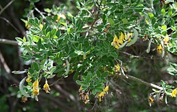 Cytisus villosus — типовий вид