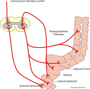 Voluntary and parasympathetic pathways of defe...