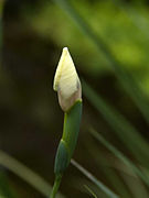 Bud