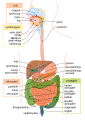 3. Az ember emésztőrendszere (javítás)/(csere)