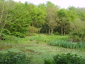 Doctor's Pond One of several ponds in the Lang...