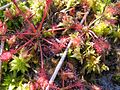 Drosera intermedia on the german island Hiddensee, Photo by Kristian Peters