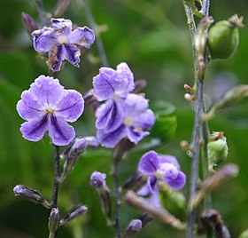 Duranta repens