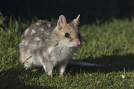 Chat marsupial moucheté au Conseil de Dorset en Tasmanie. Novembre 2023.