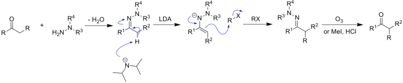 Mechanism of hydrazone alkylation