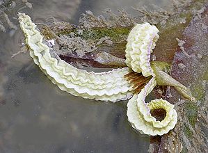 Enhalus acoroides fleurit assez régulièrement sur les rivages de Singapour, en longues tiges terminées chacune par une grande fleur femelle.