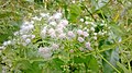 Eupatorium odoratum