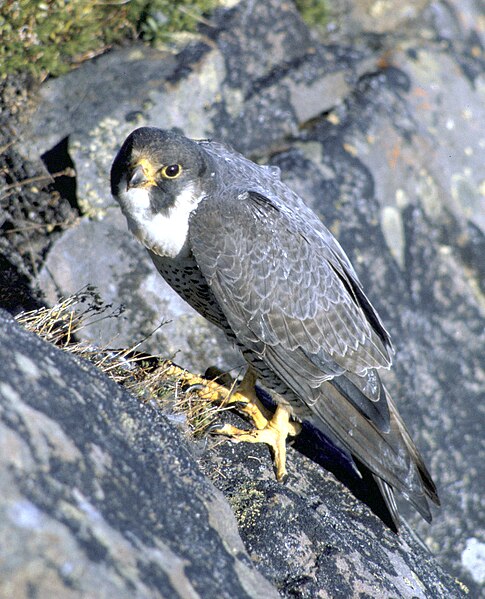Ficheiro:Falco peregrinus nest USFWS free.jpg