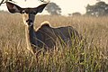 Weiblicher Kudu