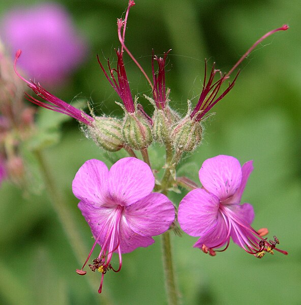 592px Geranium macrorrhizum flowers