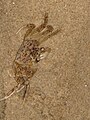 Kepiting Hantu (Ghost Crab) yang bersembunyi di bawah pasir.