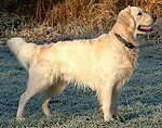 Golden retriever