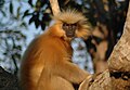 Langur dourado.