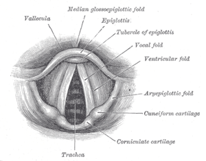 A labeled anatomical diagram of the vocal fold...