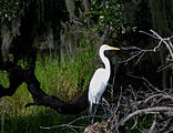 Great Egret - Myakka River State Park