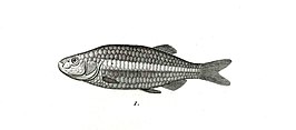 Grundulus bogotensis