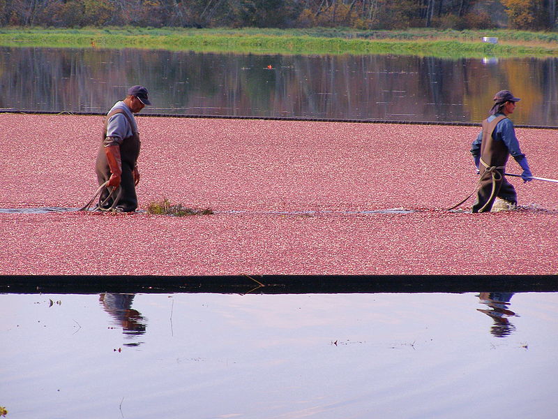 Cranberry harvest near Buzzards Bay, Massachusetts