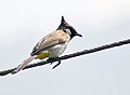 Himalayan bulbul