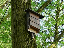 ドイツでのバットボックス。欧州に棲息するヒメヤマコウモリ (Nyctalus leisleri) 保護のため。