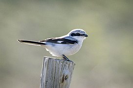 Great grey shrike