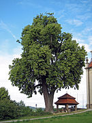 Kirchenlinde bei Limbach