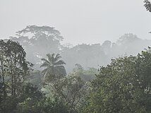 Forêt du massif de Ziama (Guinée)