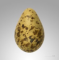 Яйцо в Тулузском музее