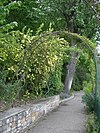 Rosier Rosa xanthina f. spontanea 'Canary Bird', dans une tonnelle du jardin des roses anciennes.