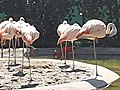 Chilei flamingók (Phoenicopterus chilensis)