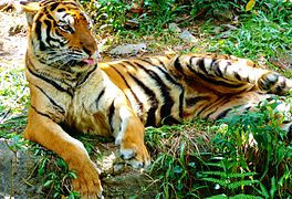 Tiger, Manila Zoo