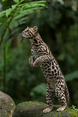 Viðarköttur (Leopardus wiedii)