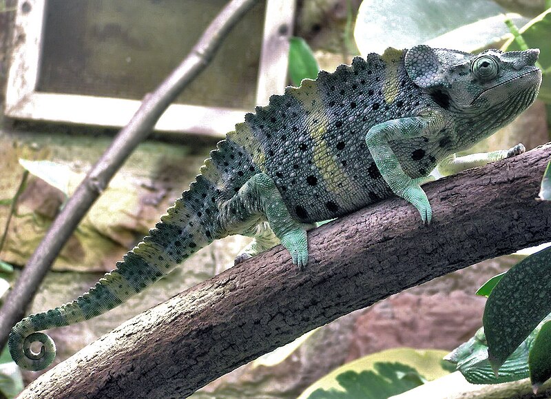 Fájl:Mellers.chameleon.bristol.zoo.arp.jpg