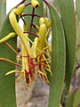 Muellerina eucalyptoides, Ku-ring-gai Chase National Park, NSW, 27 January 2017 (host: Eucalyptus haemastoma)