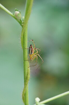 Oxyopes jacksoni