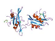 1nzl​: Kristalna struktura -{Src SH2}- domena vezanog za dvostruko fosforilisani peptid -{PQpYEpYIPI}-