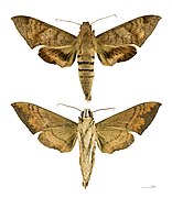 Pachylioides
