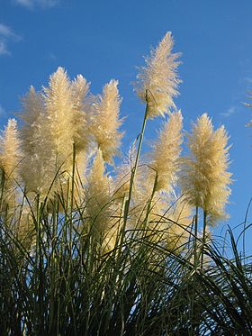 Pampasgræs (Cortaderia) Foto: Avenue