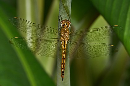 Vista dorsal da Pantala flavescens, uma espécie de libélula da família Libellulidae que é encontrada nas zonas tropicais de todos os continentes. (definição 4 072 × 2 715)