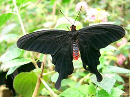 Pachliopta atropos