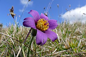 Pulsatilla vulgaris