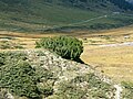 Formațiune Krummholz, pin scoțian (Pinus sylvestris) și jneapăn; altitudine 2,135 m, Engadin, la sud de S-charl, în apropiere de Alp Astras.