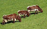 photo couleur de trois animaux, un veau et deux vaches rouges à ligne dorsale et ventre blancs.