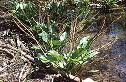 Plantago cordata 1. jpg