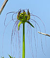 Détail de l’inflorescence