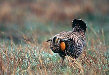 Greater prairie chicken