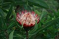 Protea caffra subsp. caffra