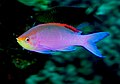 Pseudanthias tuka, a reef fish from the Indian Ocean.